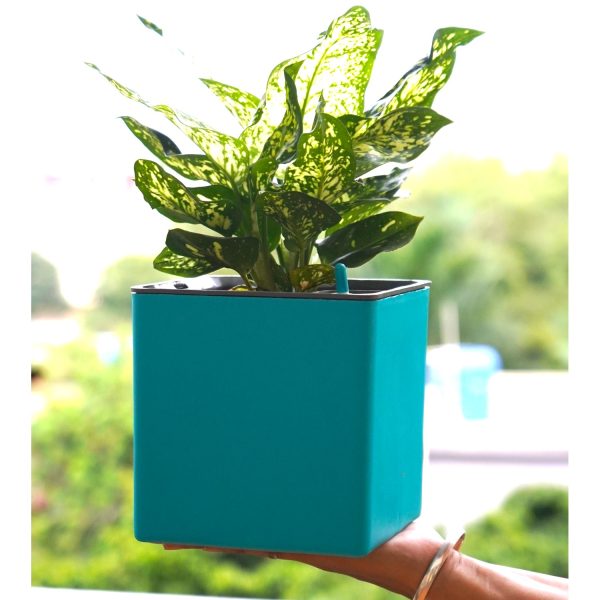 Aqua Bloom Self Watering Planter