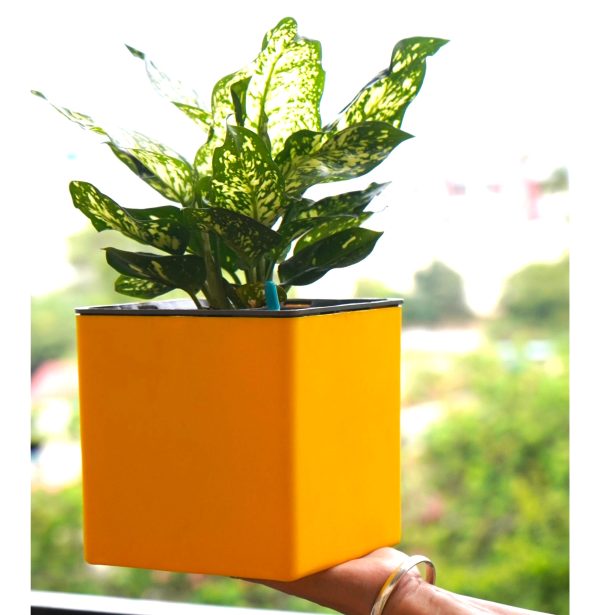 Aqua Bloom Square Planter