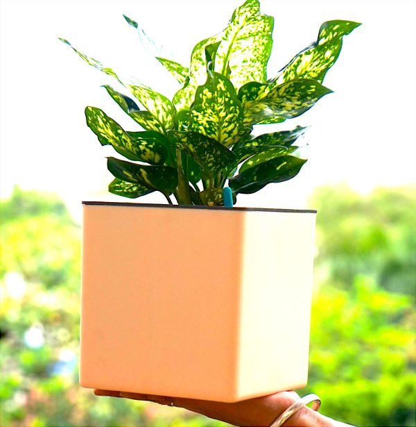 Aqua Bloom Square planter