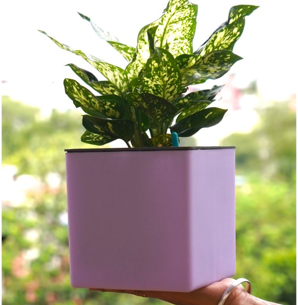 Aqua Bloom Square planter