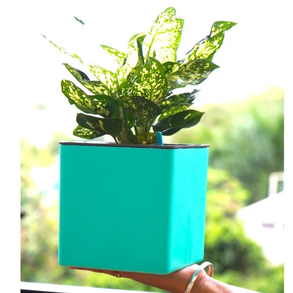 Aqua Bloom Square Planter