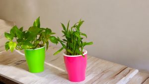 Aqua Bloom Planter