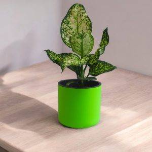 Aqua Haven Planter