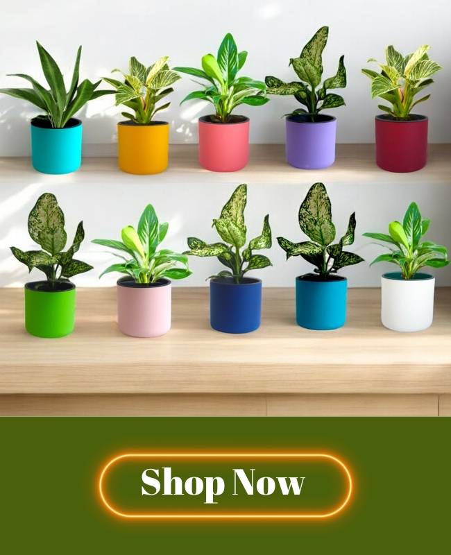 Shop Now Aqua Haven Planter