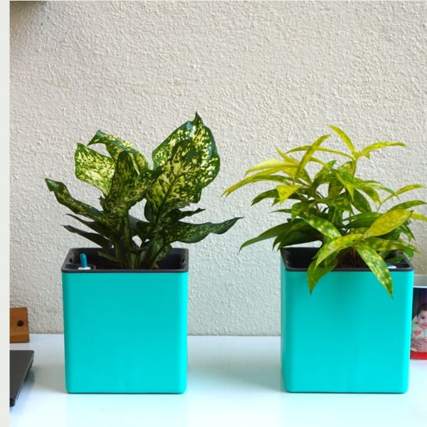 Aqua Bloom Square Planter