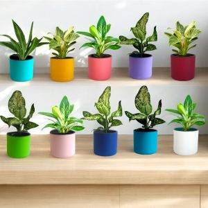 Aqua Haven Planter