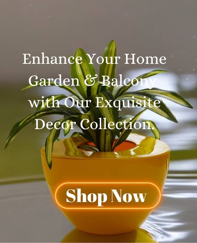 Enhance your Home Garden & Balcony